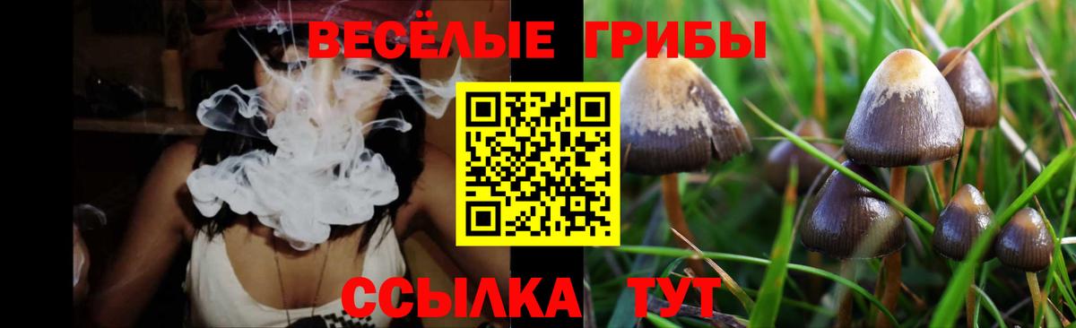 Псилоцибиновые грибы MAGIC MUSHROOMS  сколько стоит  Галлюциногенные грибы MAGIC MUSHROOMS  Чистополь  Вход с VPN 
